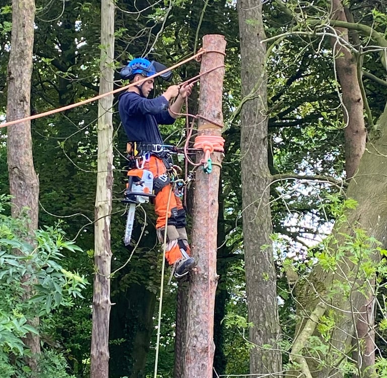 Aerial tree rigging