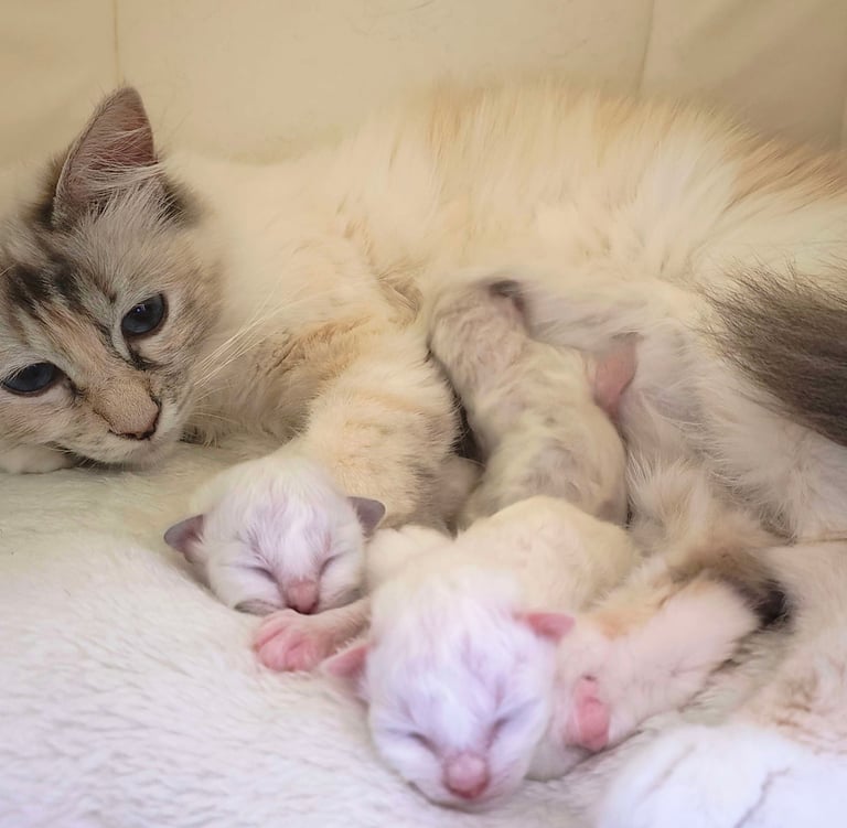 Yuki femelle Blue Tortie Tabby Point et ses trois chatons Sacré de Birmanie