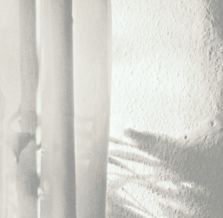 Minimalist shadow of foliage cast through a sheer curtain onto a textured, sunlit wall.