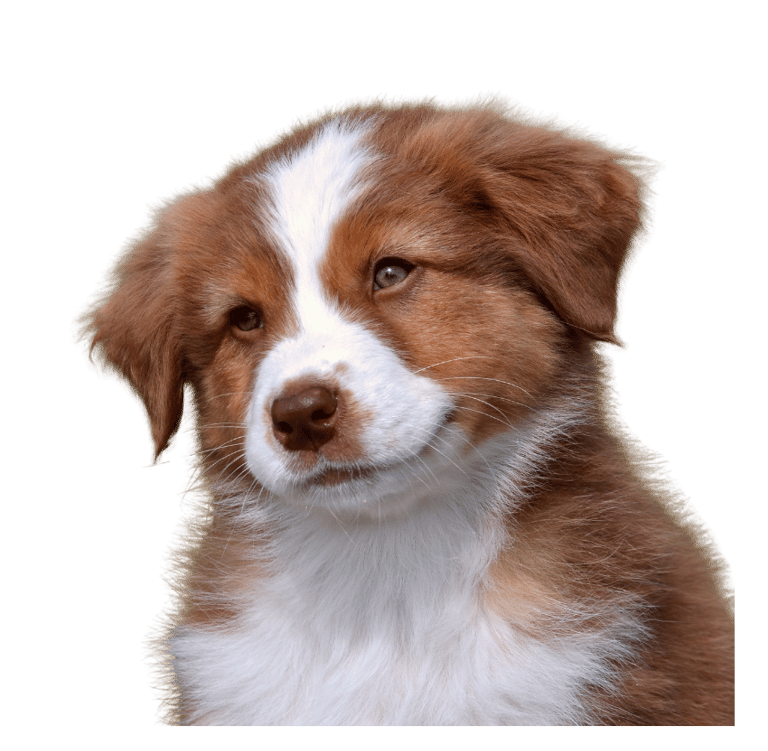 Australian Shepherd Welpe blickt neugierig in die Kamera – vertrauensvoller Kursstart bei Takoda