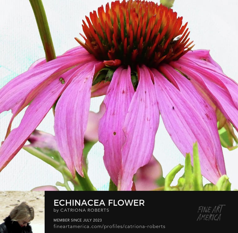 Close up digital image of an Echinecea flower in full bloom. i 