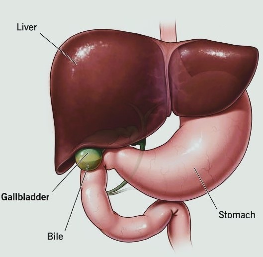 gallbladder
