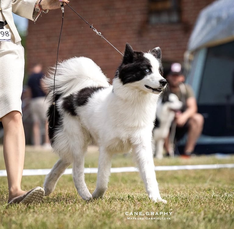 Best yakutian laika kennel