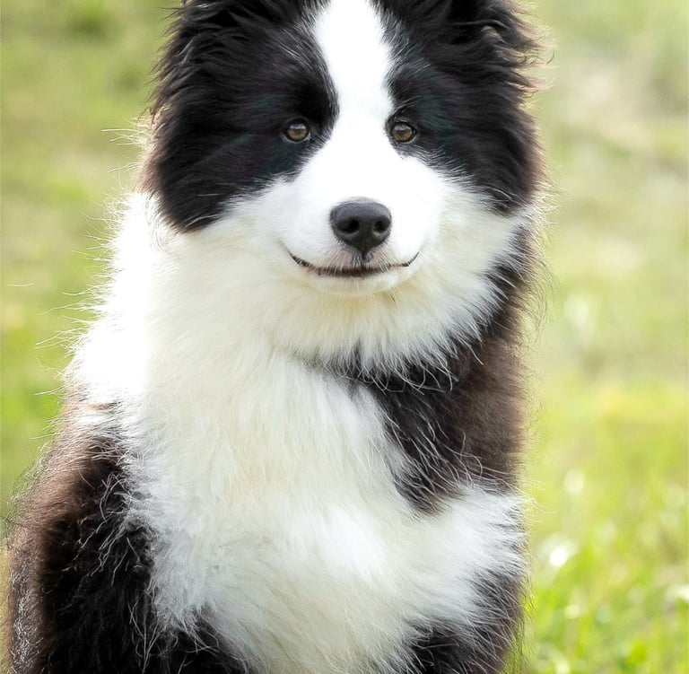 Yakutian laika puppy