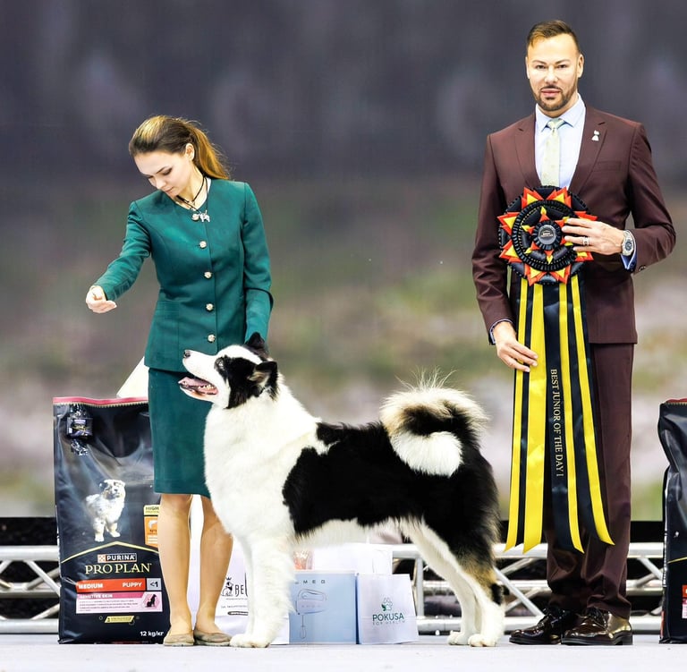 Yakutian laika europe