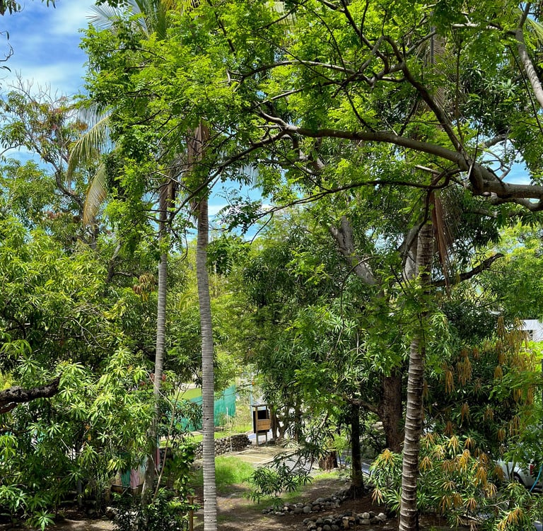 plaza mango verde event location