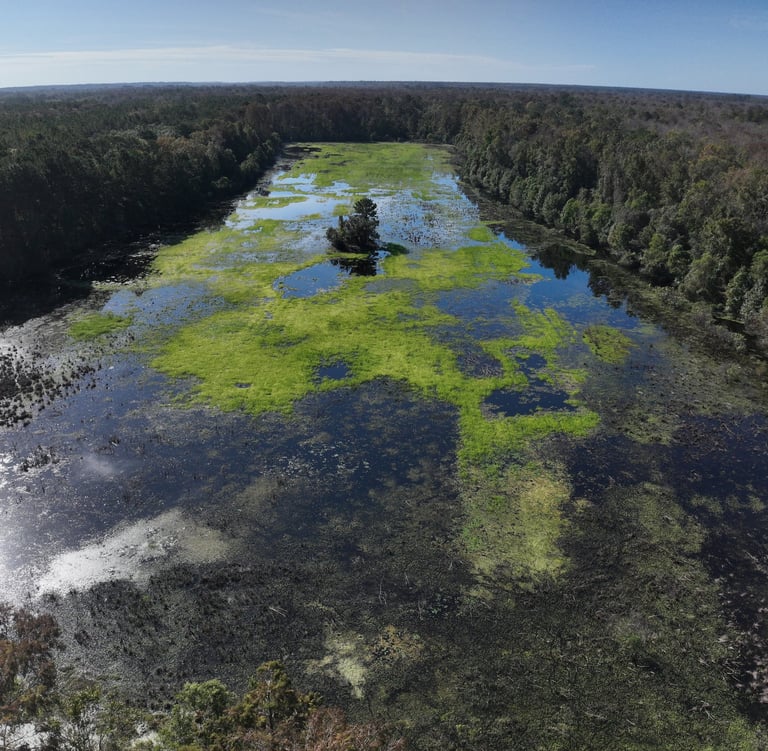 waterfowl impoundment management