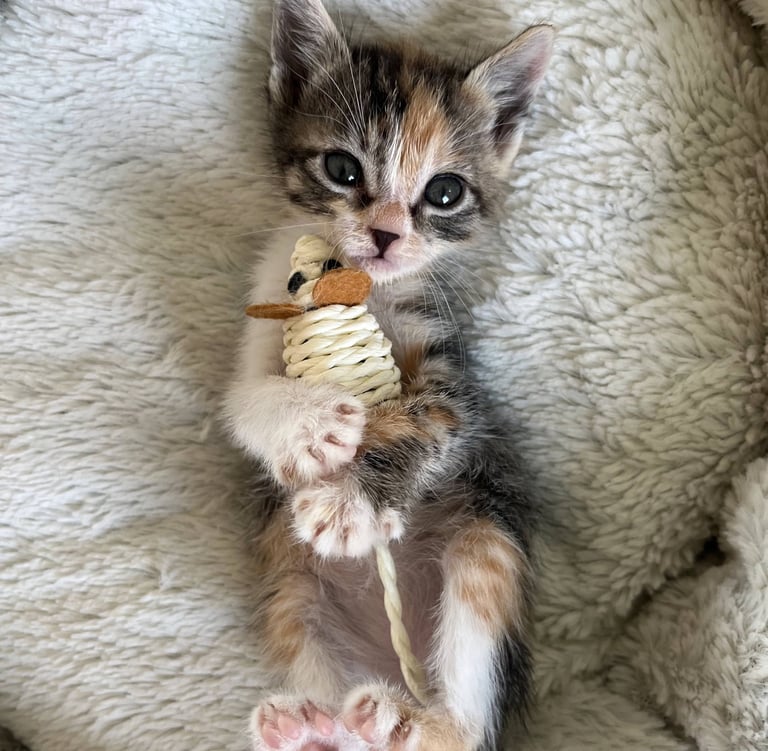 chaton tricolore allongé sur le dos