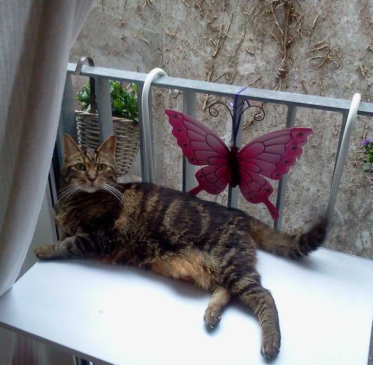 Dierenhealing