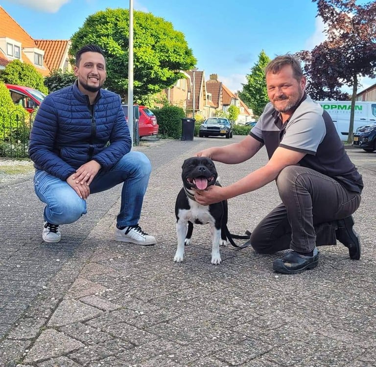 L'allevatore Stefano di Grecalestaffs con Rini In Olanda per accoppiamento con Stallone nero Benz