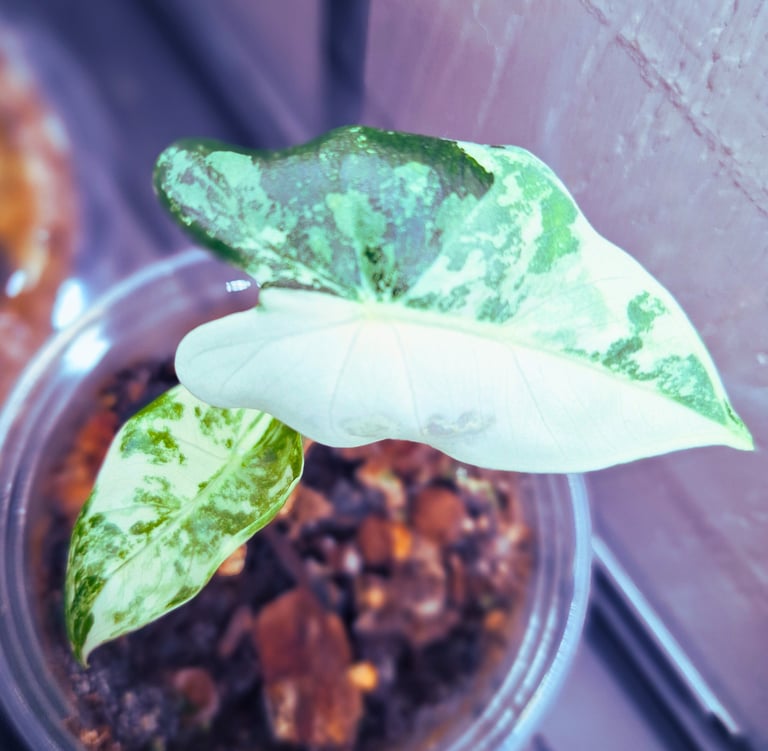 Quiet at home variegated Frydek plant featured in plant care collection