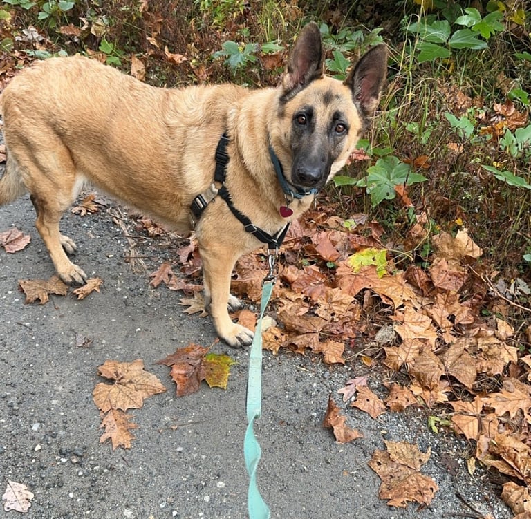 a german shepherd is walking on a leash