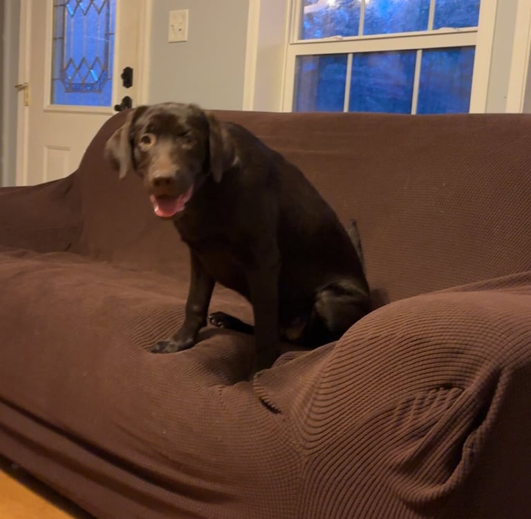 chocolate lab sitting on couch