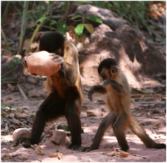 macacos-pregos sustentando-se em duas pernas