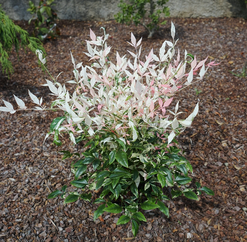 green and white Nandina bush leaves