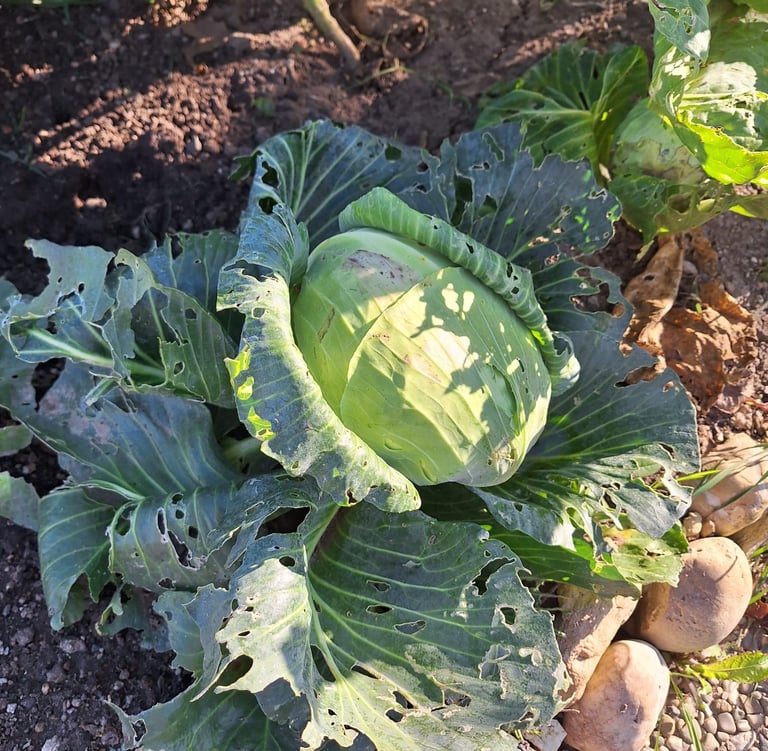 a Cabbage plant with multiple large leaves