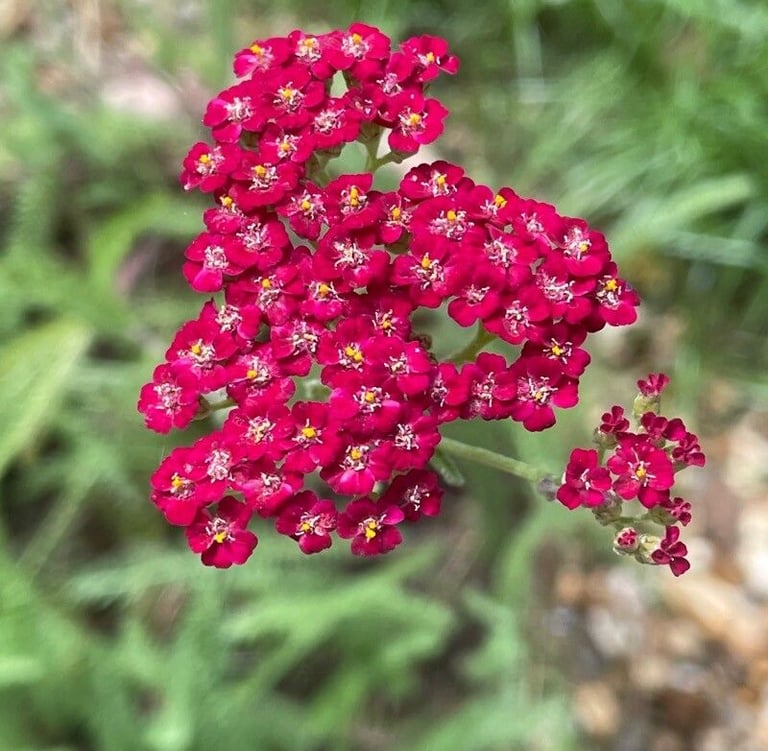 clusters of red Common Yarrow flowers