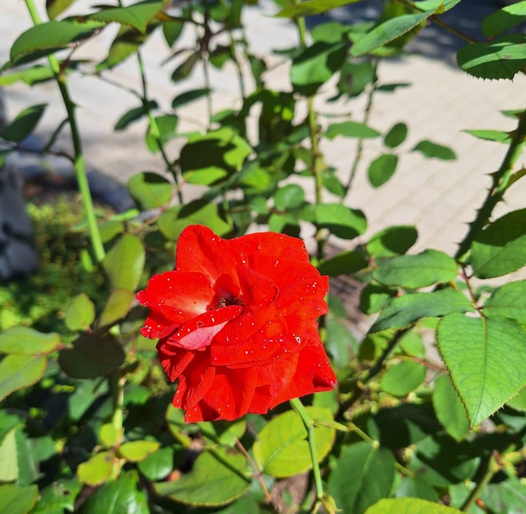 a leafy Rose bush with one red Rose in full sun