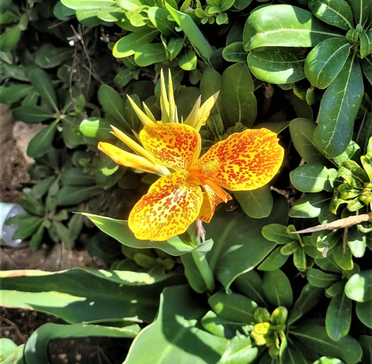 one yellow-red Canna Lily in full sun