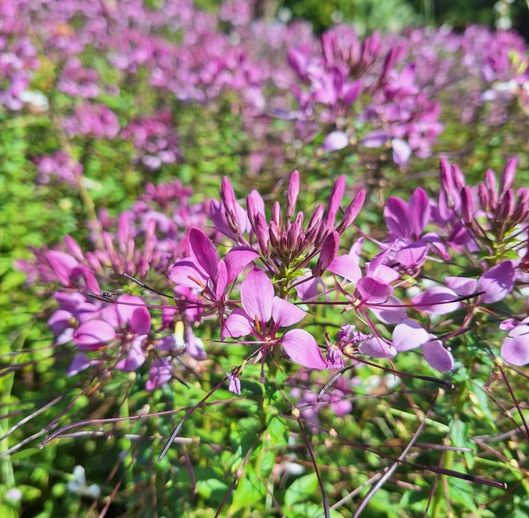 a bunch of pink Cleome blooms in garden beds
