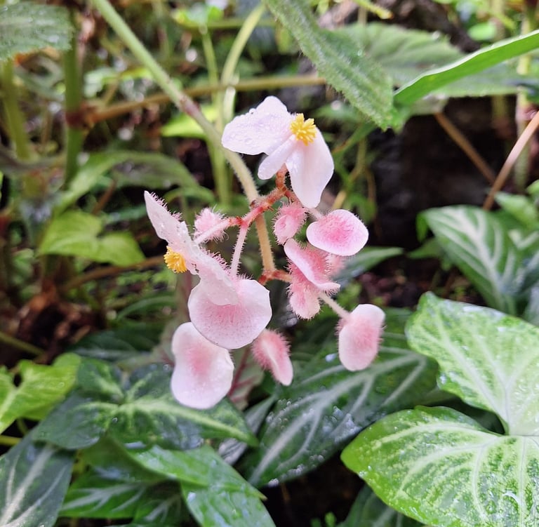 pink flowers in a tropical garden called Begonias