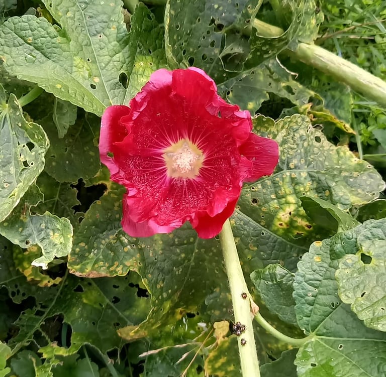 a red flower that grows in Japan