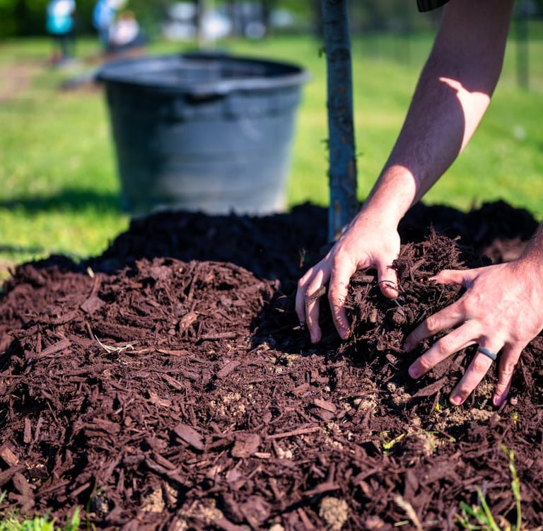 a gardening expert laying mulch around a tree