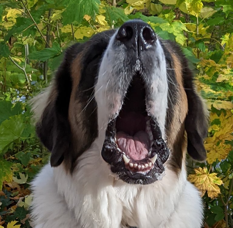 Hundemaul offen
