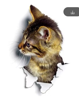 Sticker reading Cat