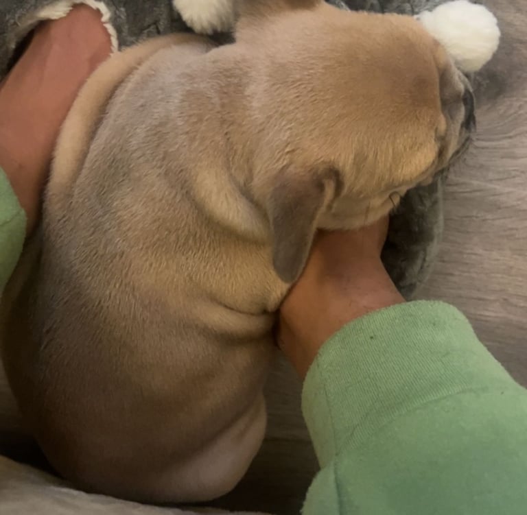 bouledogue français lilac fawn