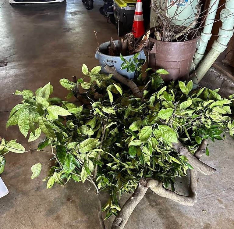 Yard waste removal near me in SF 94121, Lafayette & Sunnyvale.