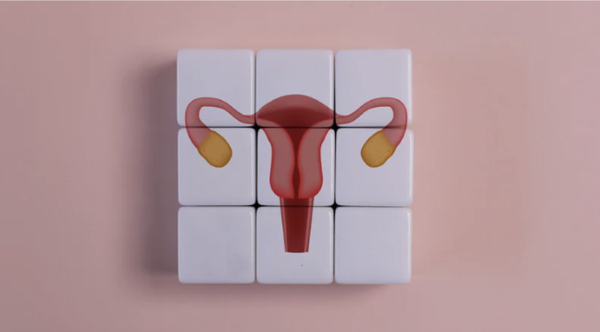 Anatomical illustration of the female reproductive system and uterus displayed on white cubes.