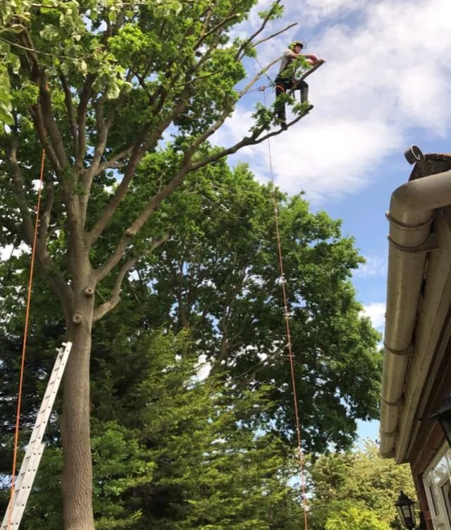 crown reduction service