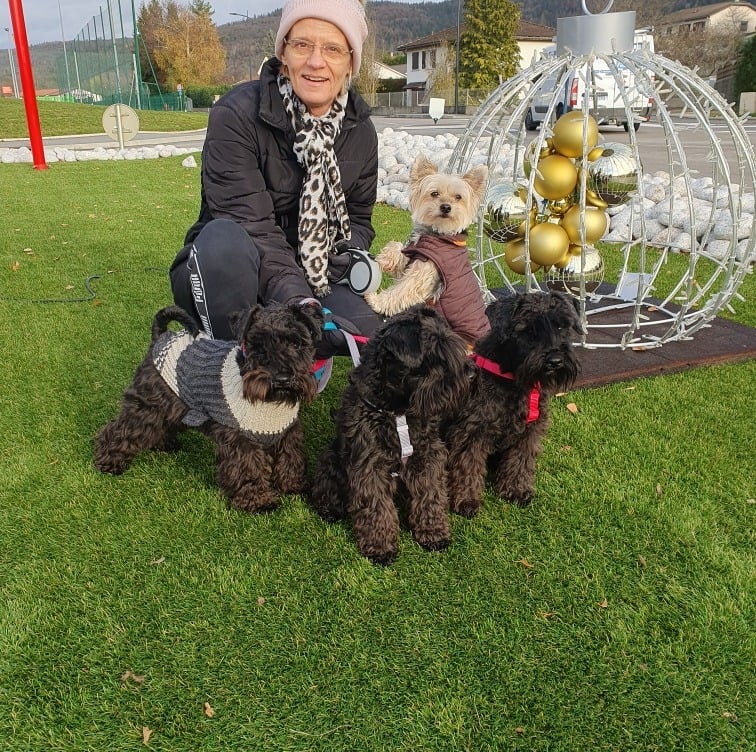 Eleveur de Schnauzers en promenade