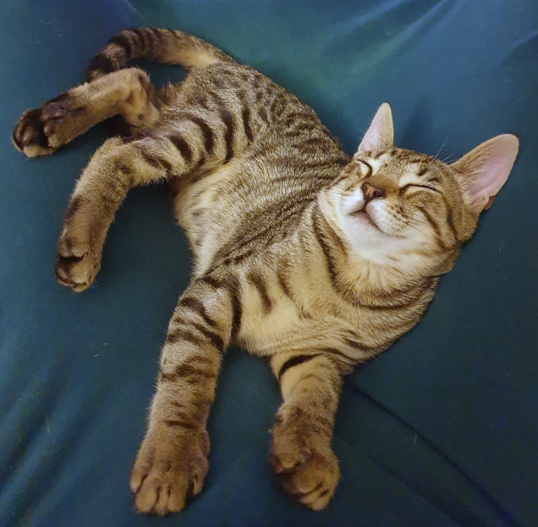 a young cat sleeping peacefully on a blue fabric