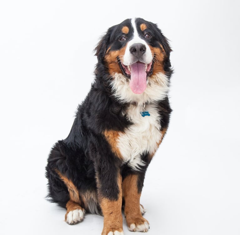 A dog sitting and looking at the camera with white background