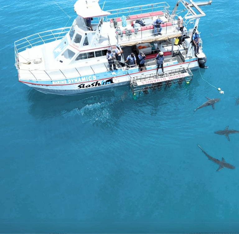 Shark Cage Diving Activities at White Shark Guest House in Gansbaai