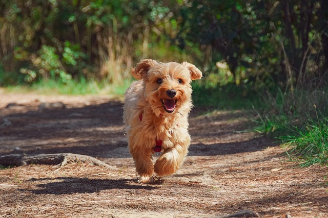 Pet dog cat training treat come behaviour