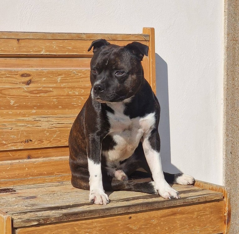 Allevamento Staffordshire Bull Terrier Grecalestaffs Sicilia