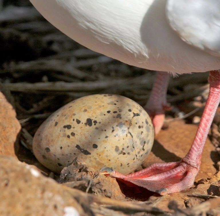 œuf de goéland dans son nid