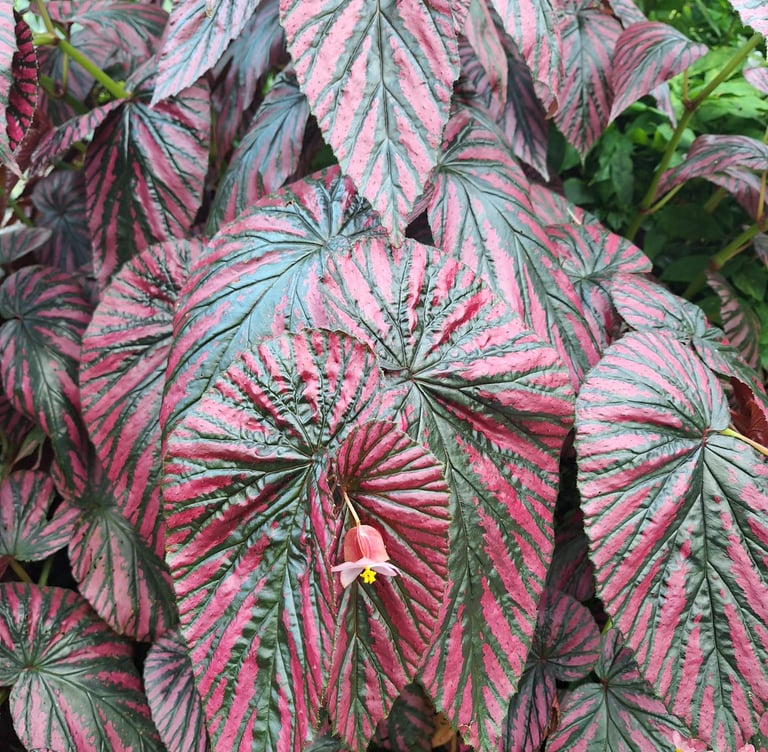 a colorful Begonias Plant with big leaves in shade