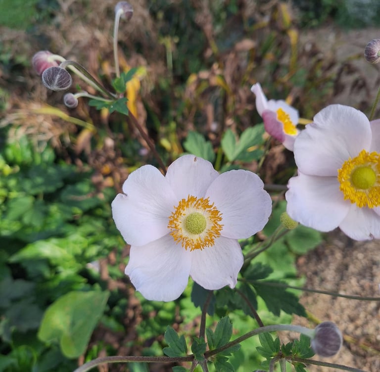 white Rockrose flowers in a dry and shady garden