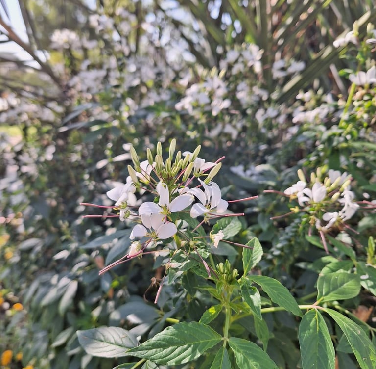 white African Cabbage flowers