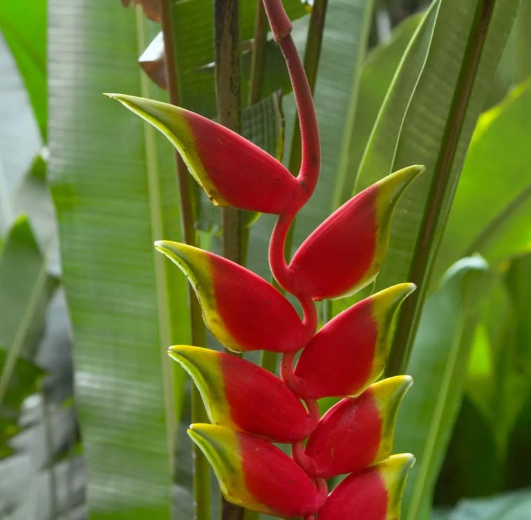 a red flower named Lobster Claws