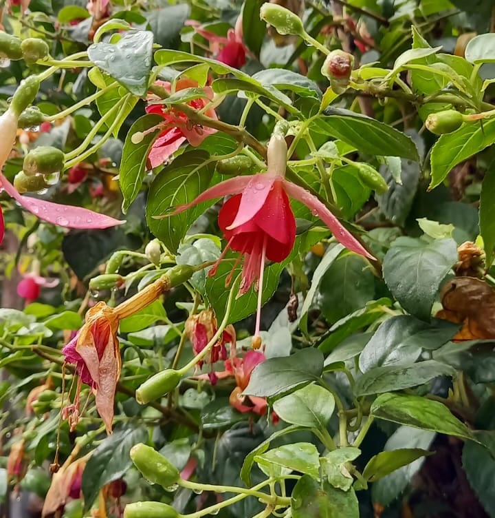 red Fuchsia flowers blooming on a green bush