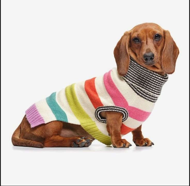 Un perro salchicha marrón con un colorido suéter de perro tejido a rayas sobre un fondo blanco.