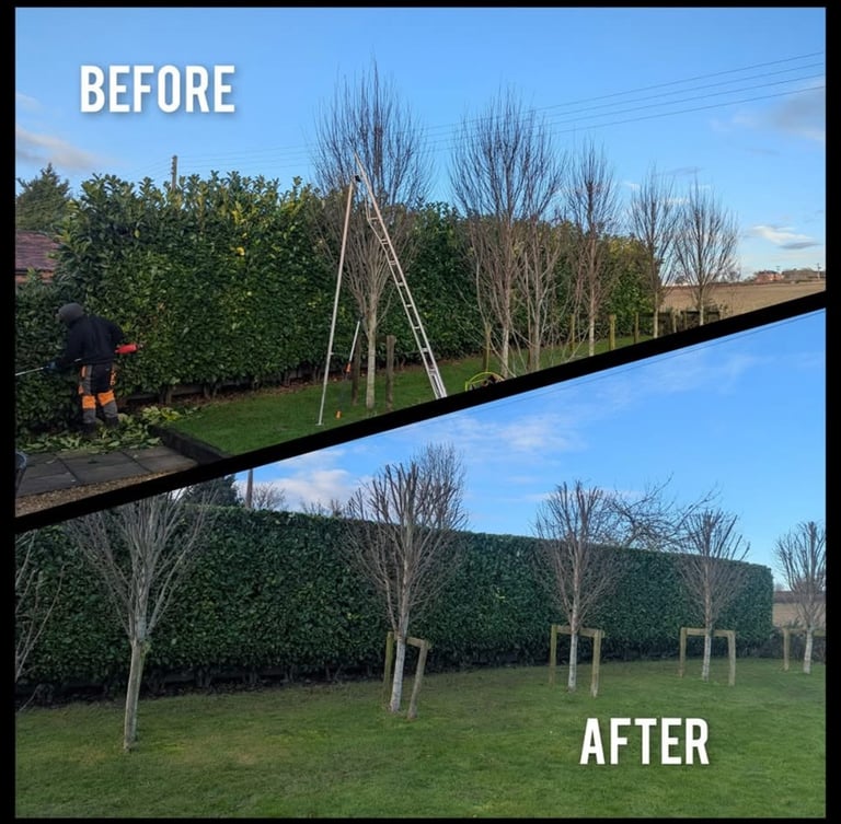 Hedge trimming services in Cheltenham
