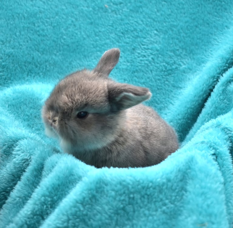 4 week old opal Holland Lop baby sitting on a teal blanket.  Located at Hot Cross Buns Holland Lops