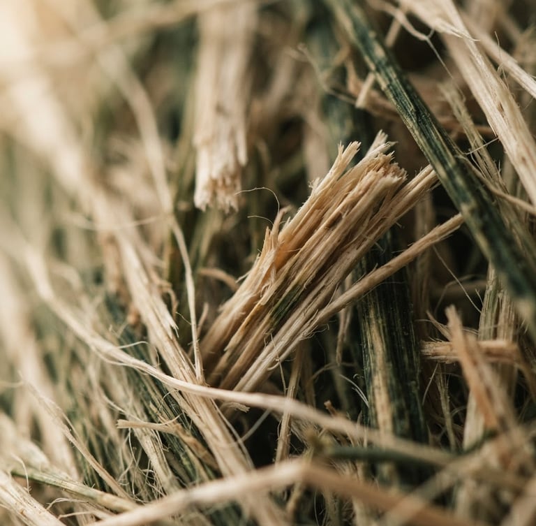 Extreme macro shot of raw bamboo fibers, warm diffused side-lighting, muted silk cream and deep forest green tones, focusing on texture and material integrity, low depth of field.