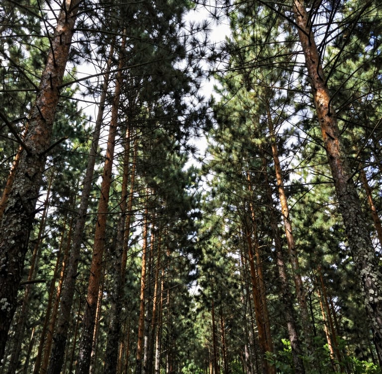 Wide vertical shot of a dense pine forest canopy with dramatic dappled sunlight filtering through mature timber, natural overcast daylight, rich green and lichen gray tones.